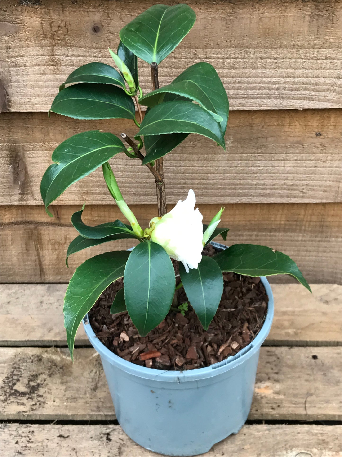 Camellia April Snow