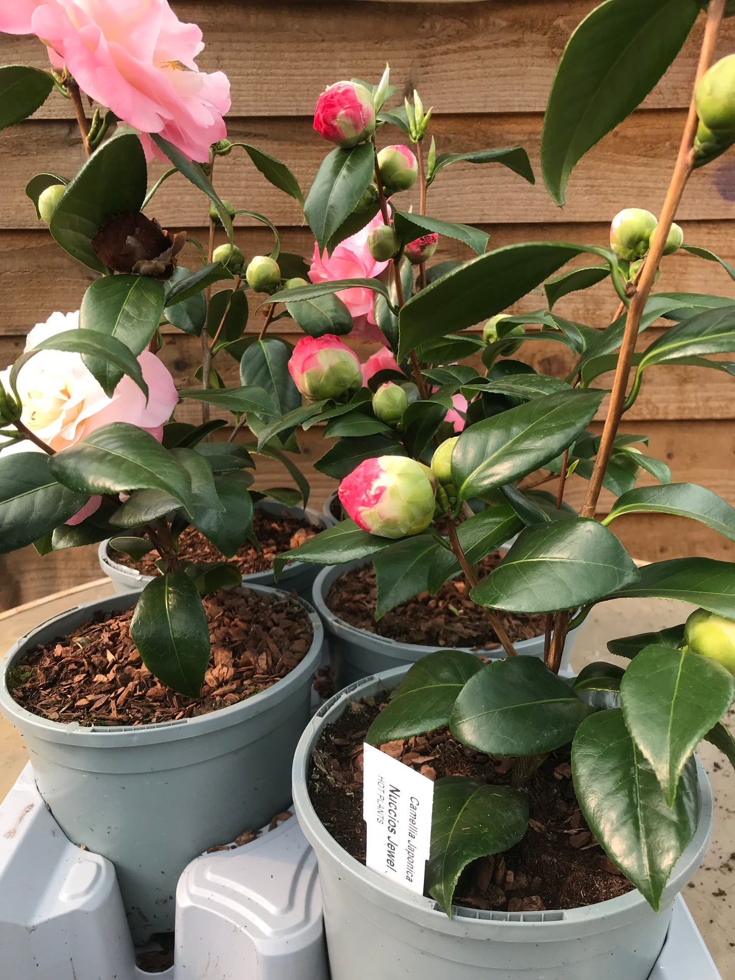 Potted Camellia Nuccio's Jewel Plants