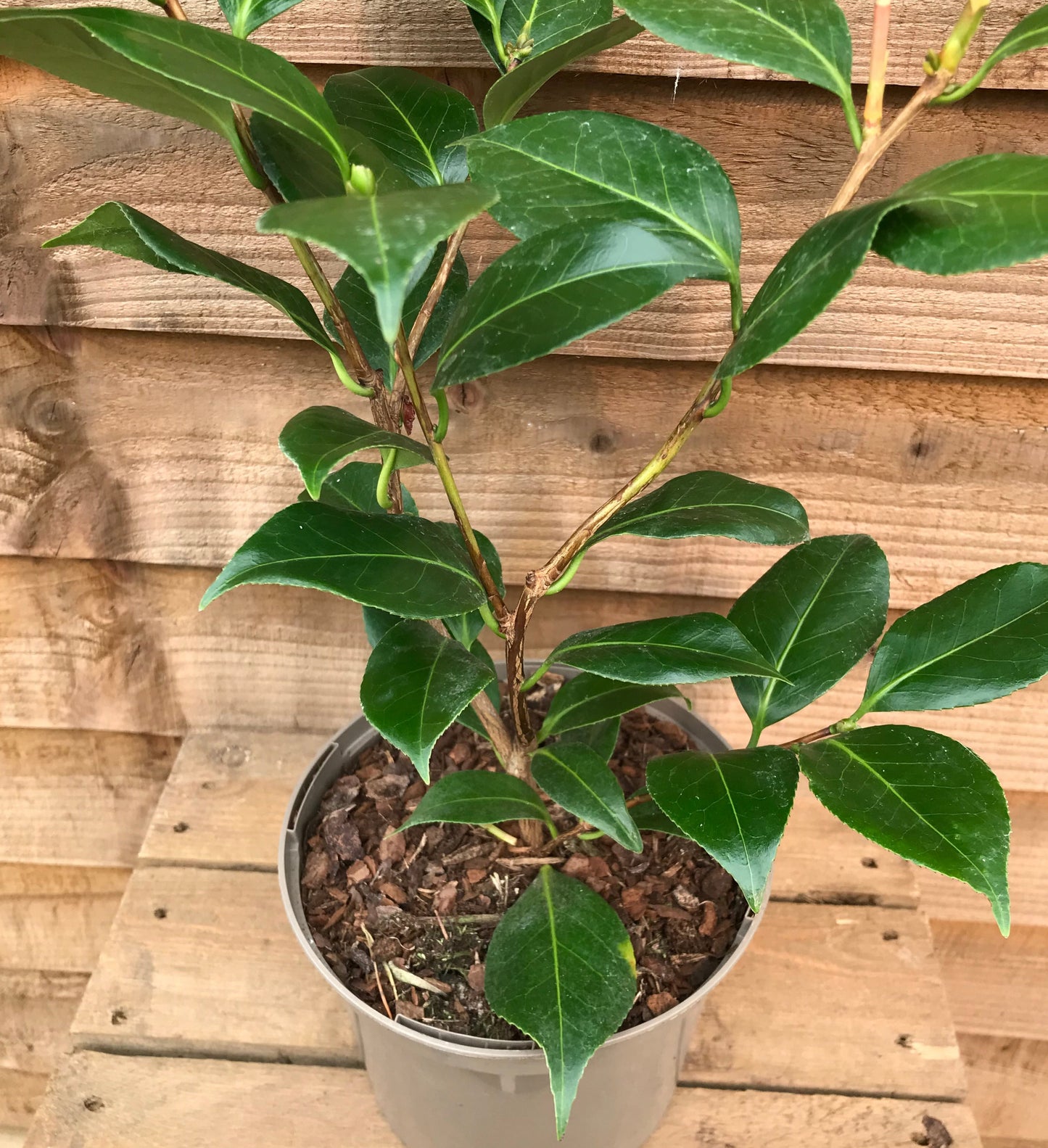 Potted Camellia April Blush Plant