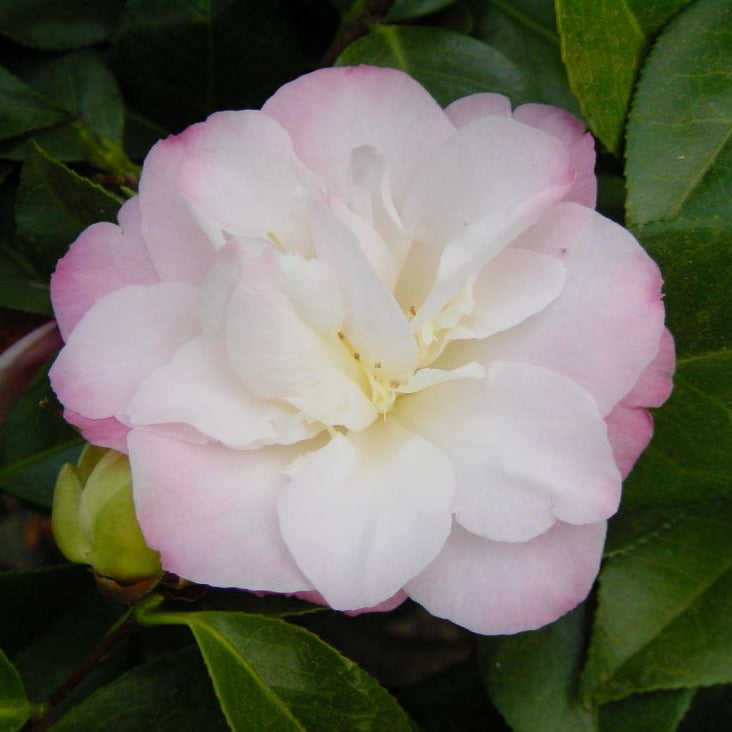 Camellia April Remembered Flower