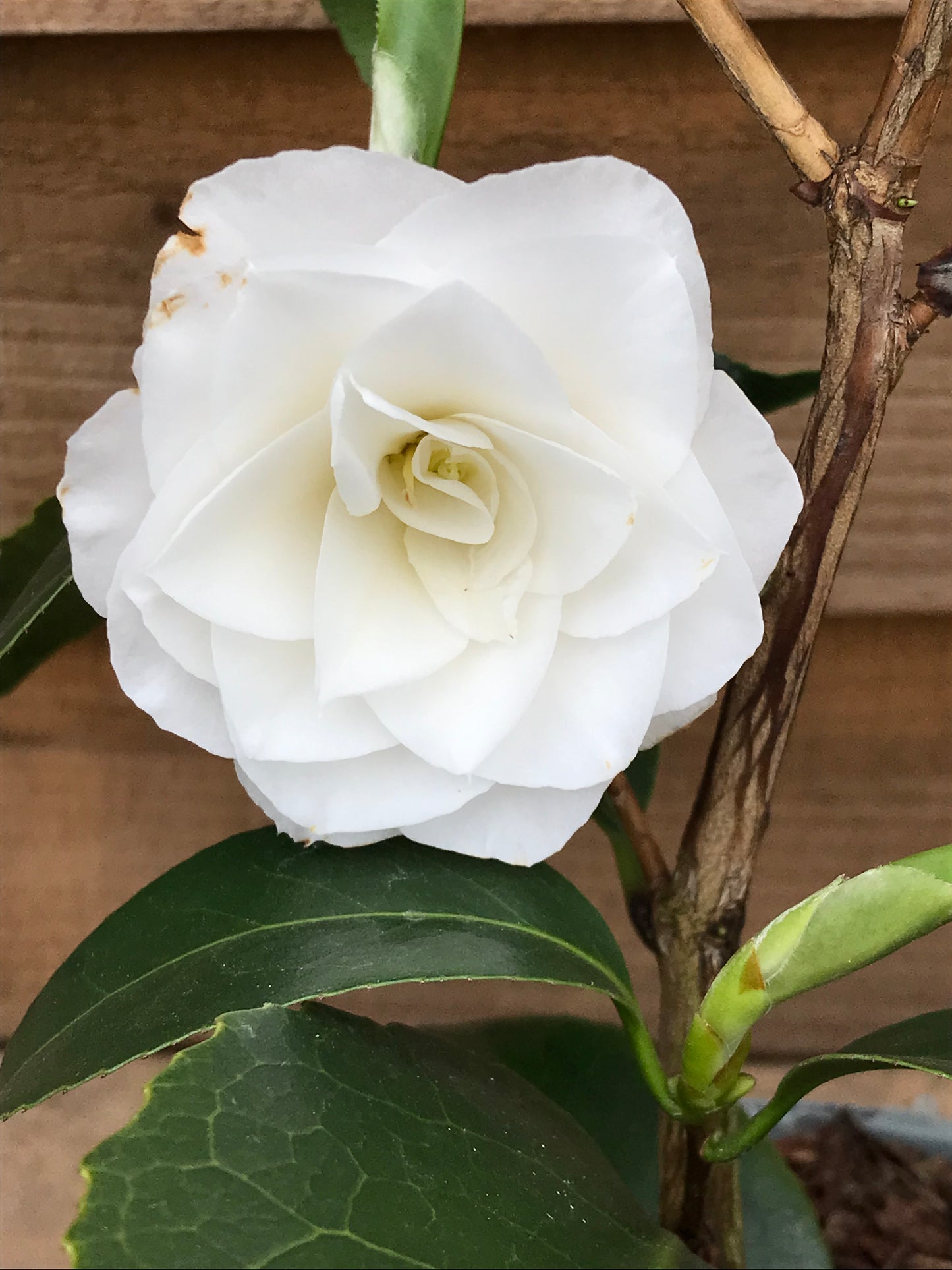 Camellia japonica 'April Snow' flower head.