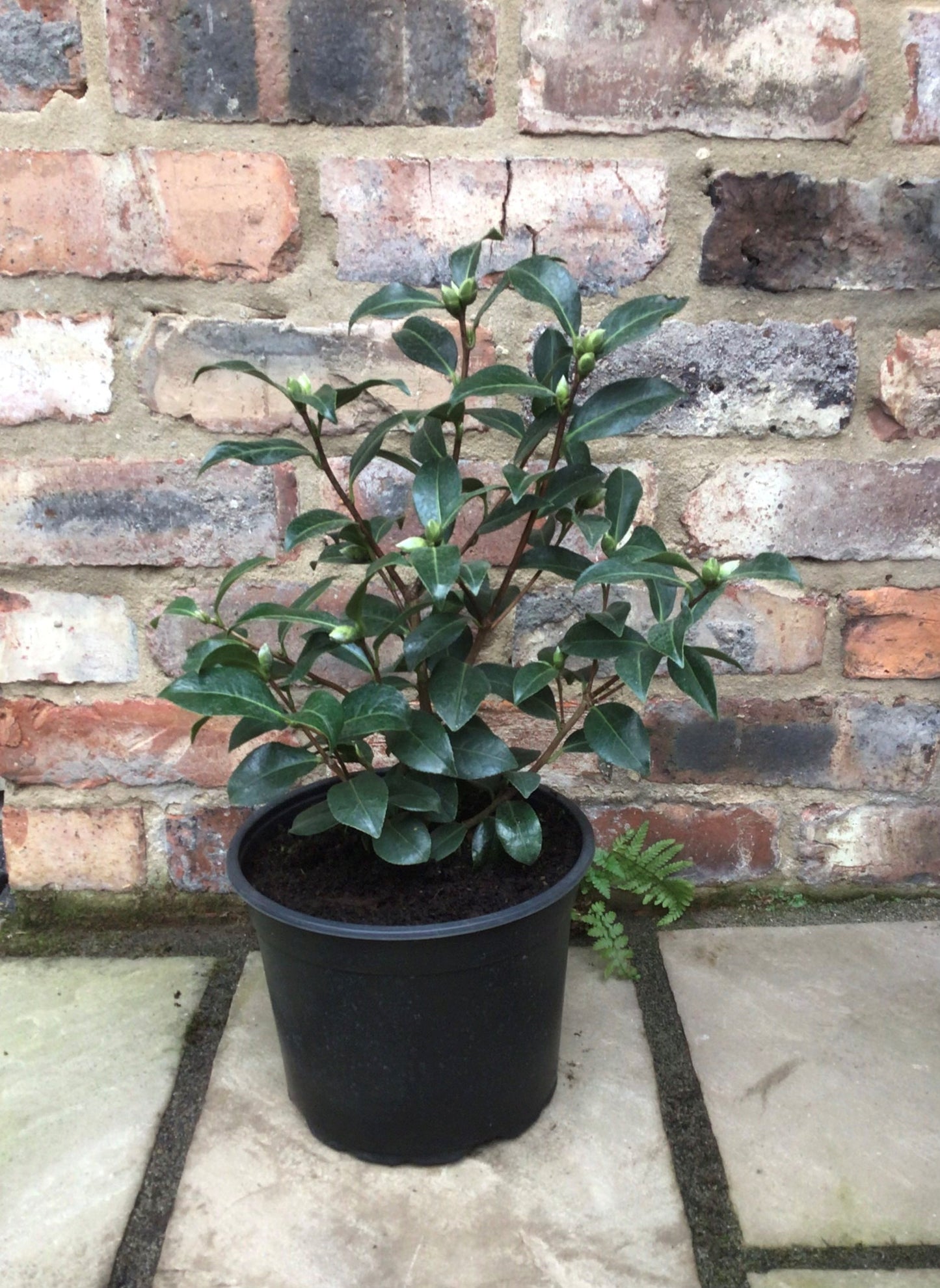 potted camellia congratulations plant