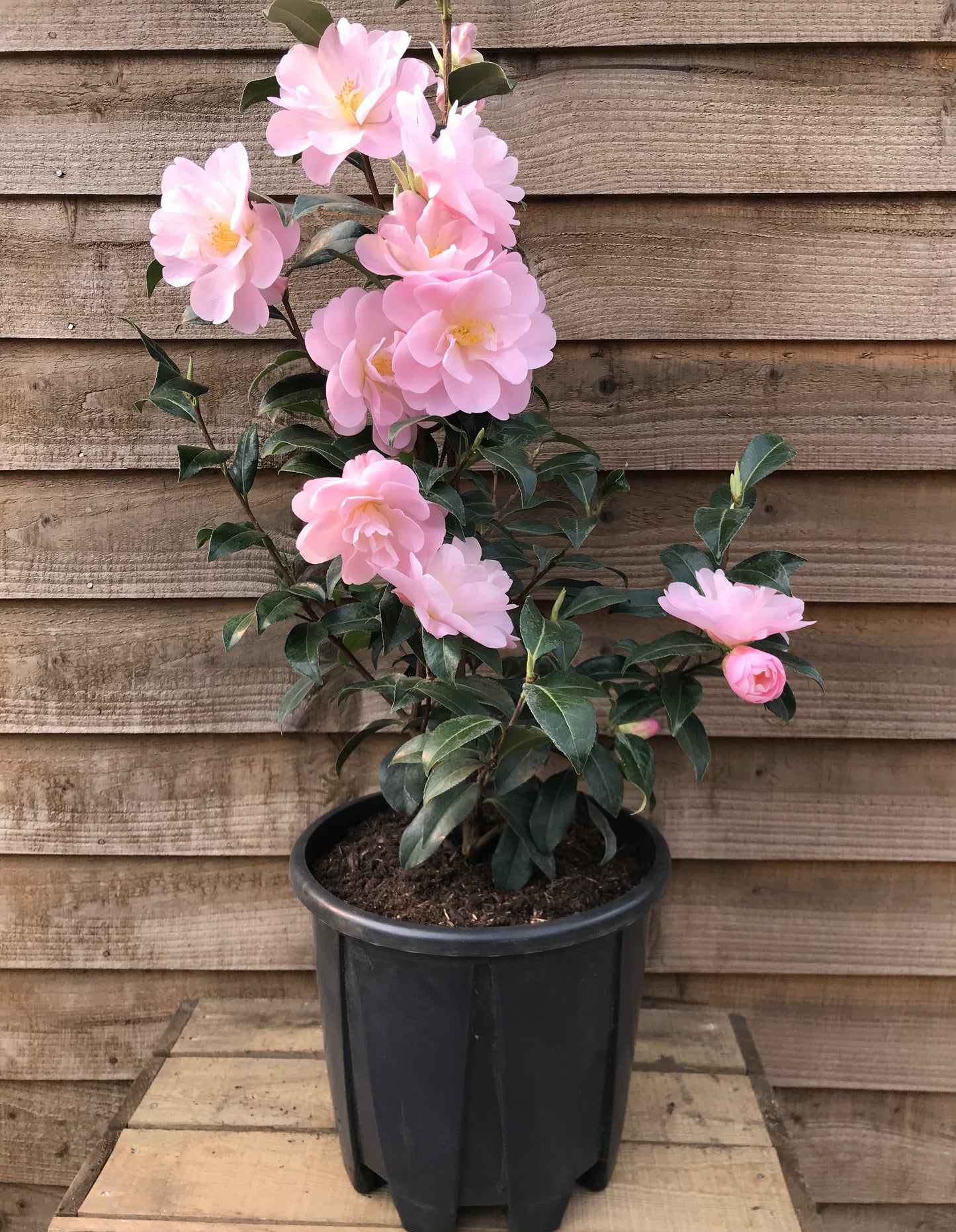 flowering camellia congratulations in pot