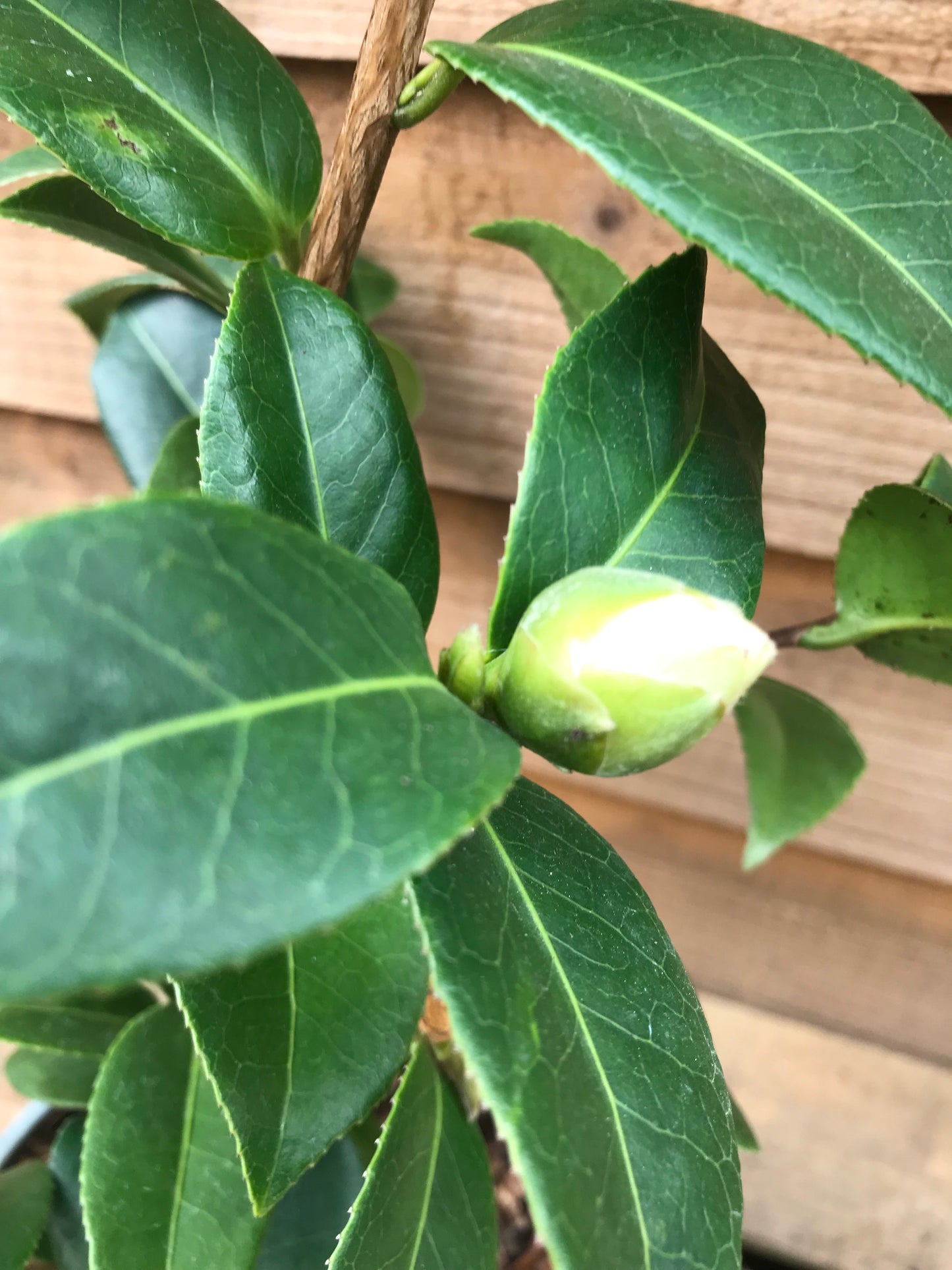 Bud growing on Camellia Debbie Plant