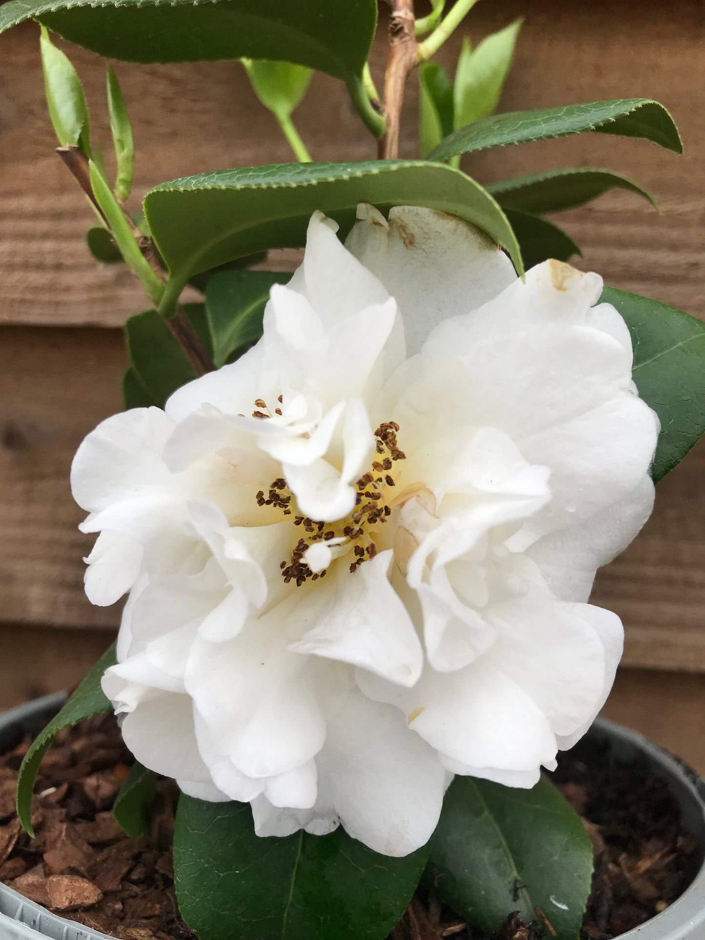 Camellia ETR Carlyon