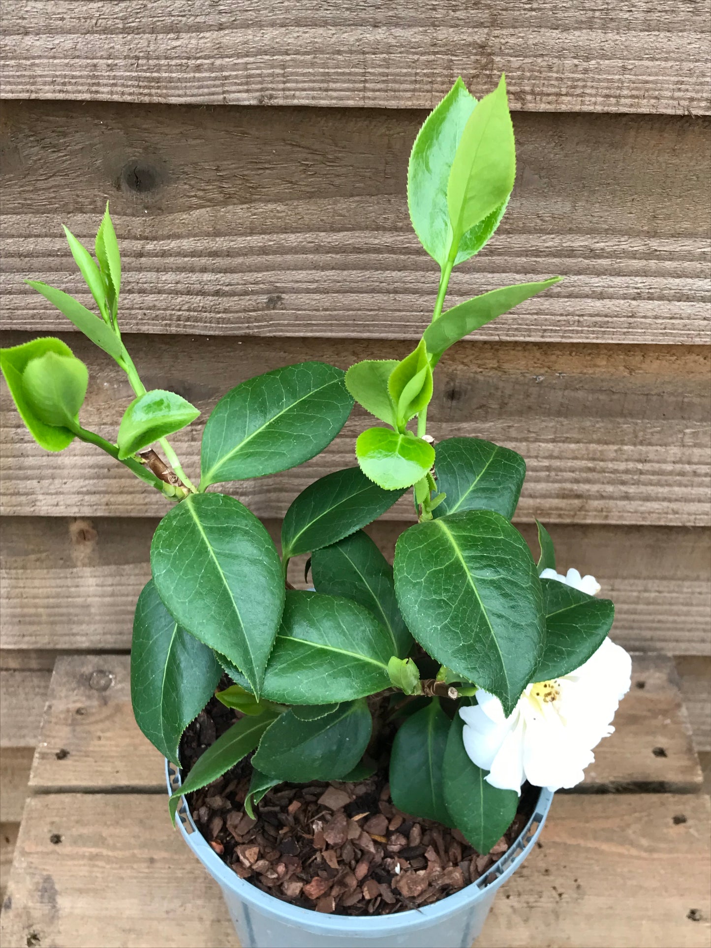 Camellia ETR Carlyon