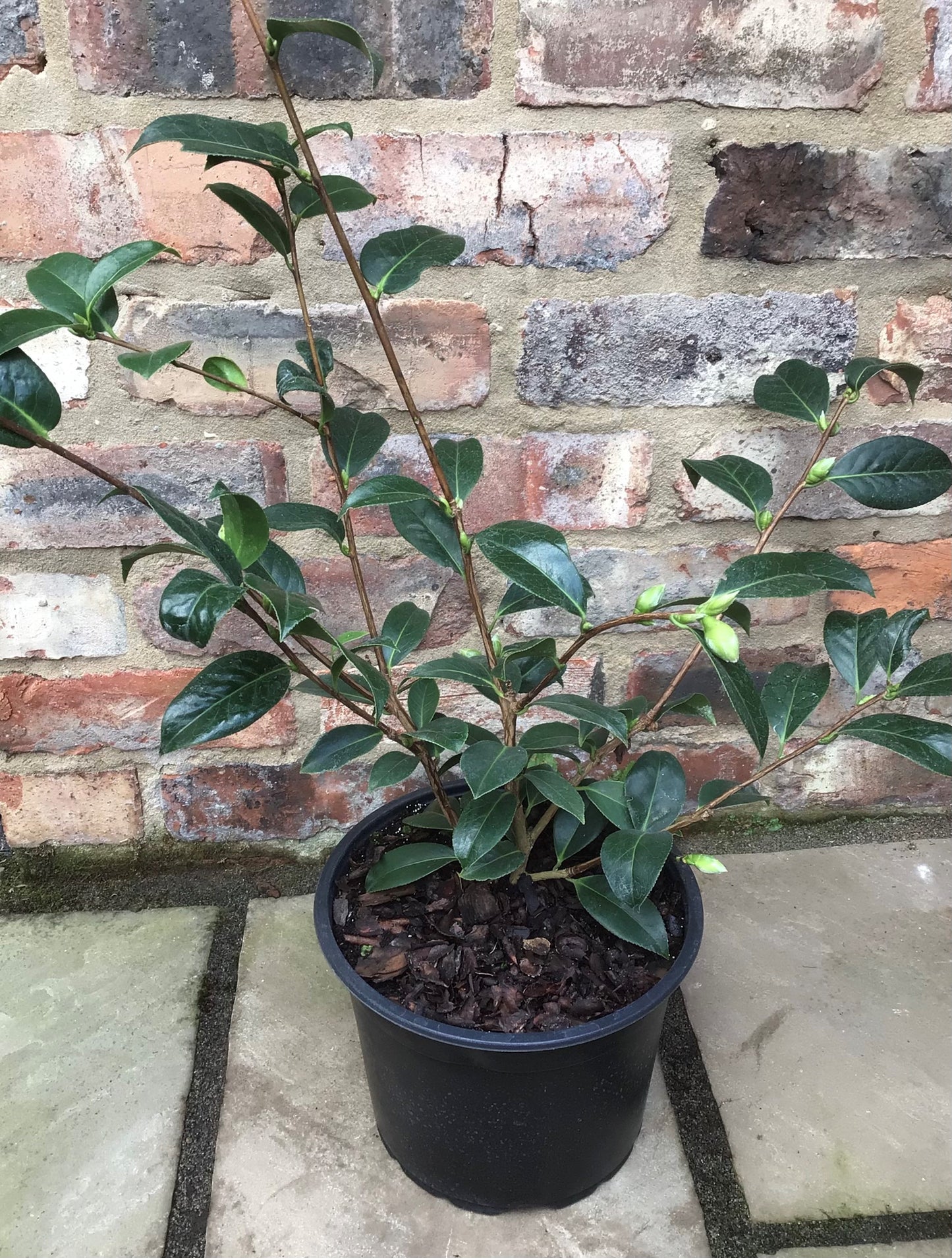 potted Camellia Japonica Happy Birthday plant