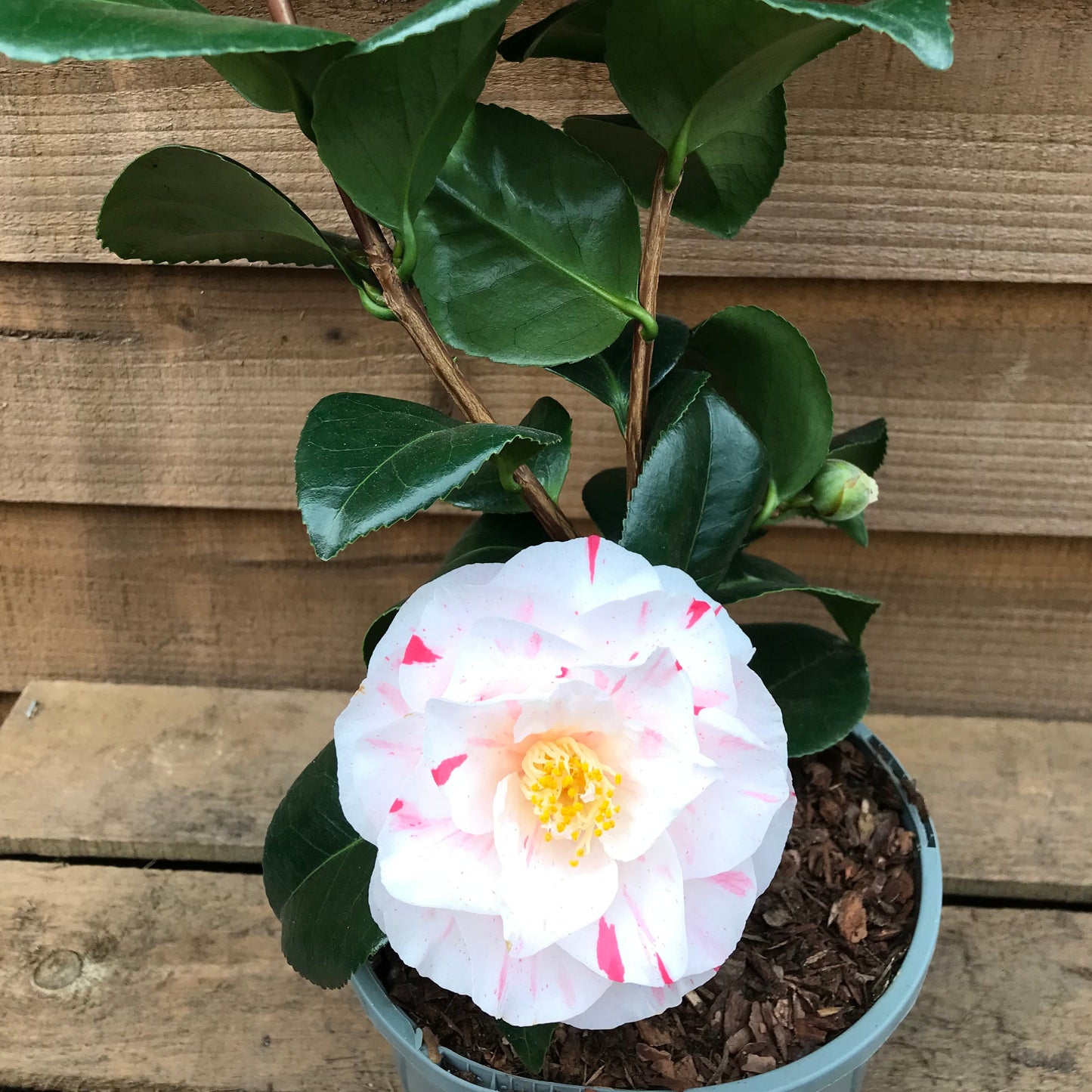Potted Camellia Contessa Lavinia Maggi