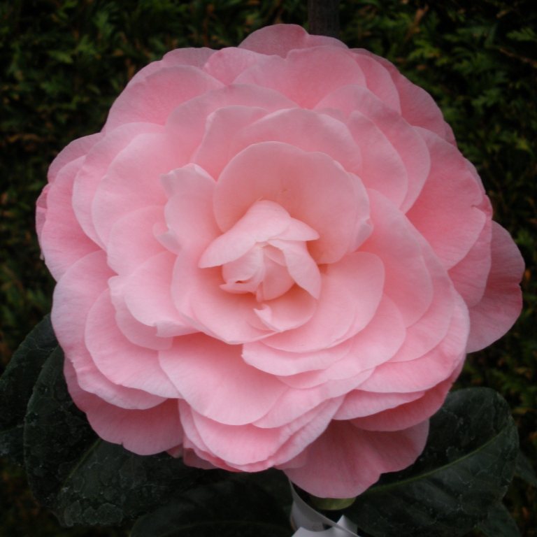 Light Pink Camellia Japonica Nuccio Cameo Flower