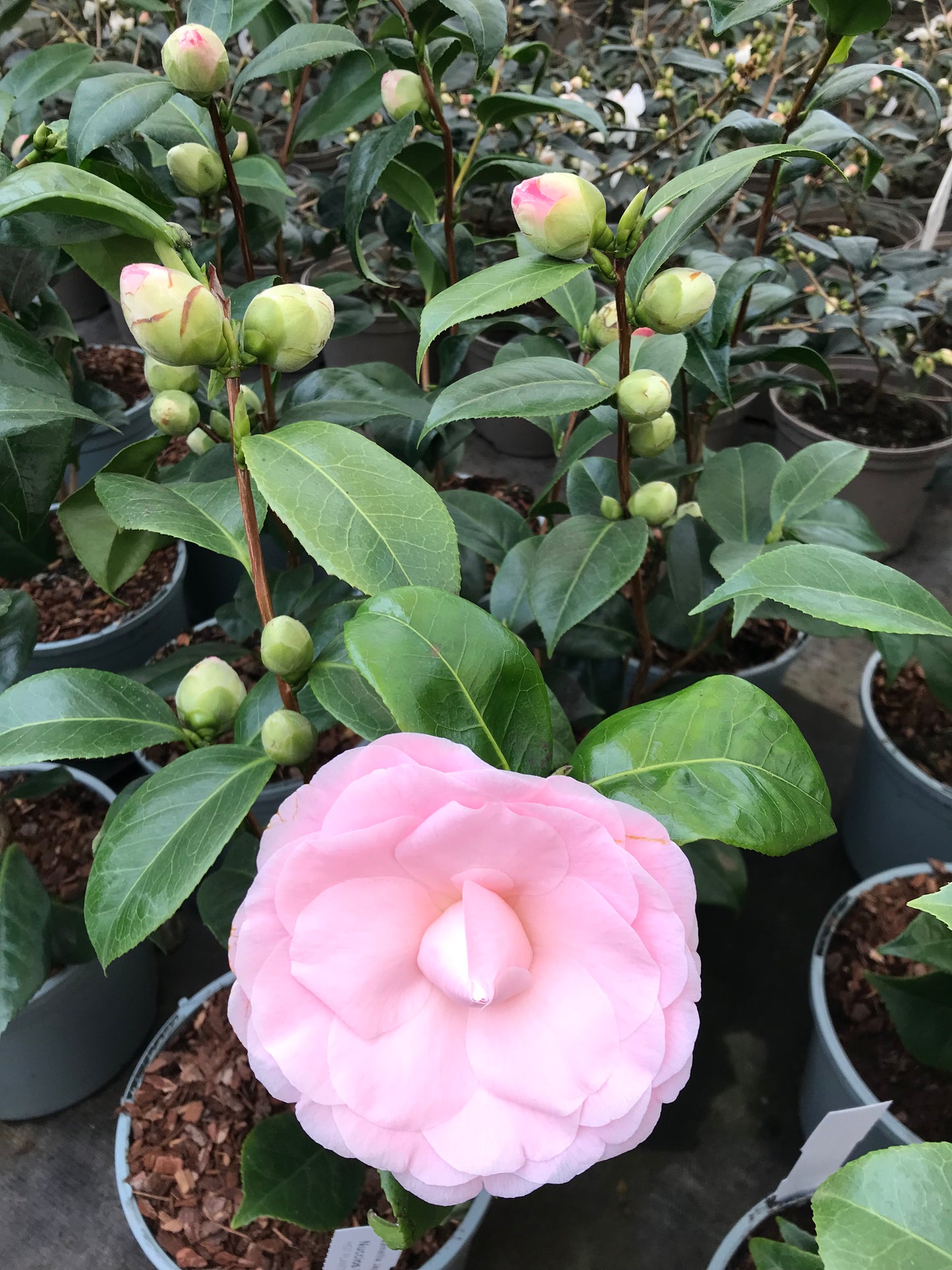 Potted Camellia Japonica Nuccio Cameo Plants