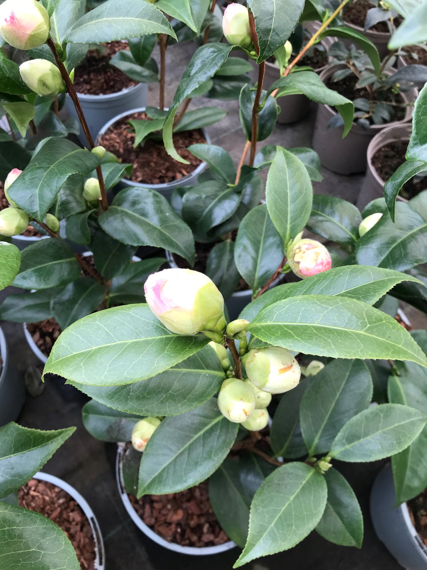 Budding Camellia Japonica Nuccio Cameo Plants