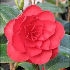 Camellia Roger Hall Flower