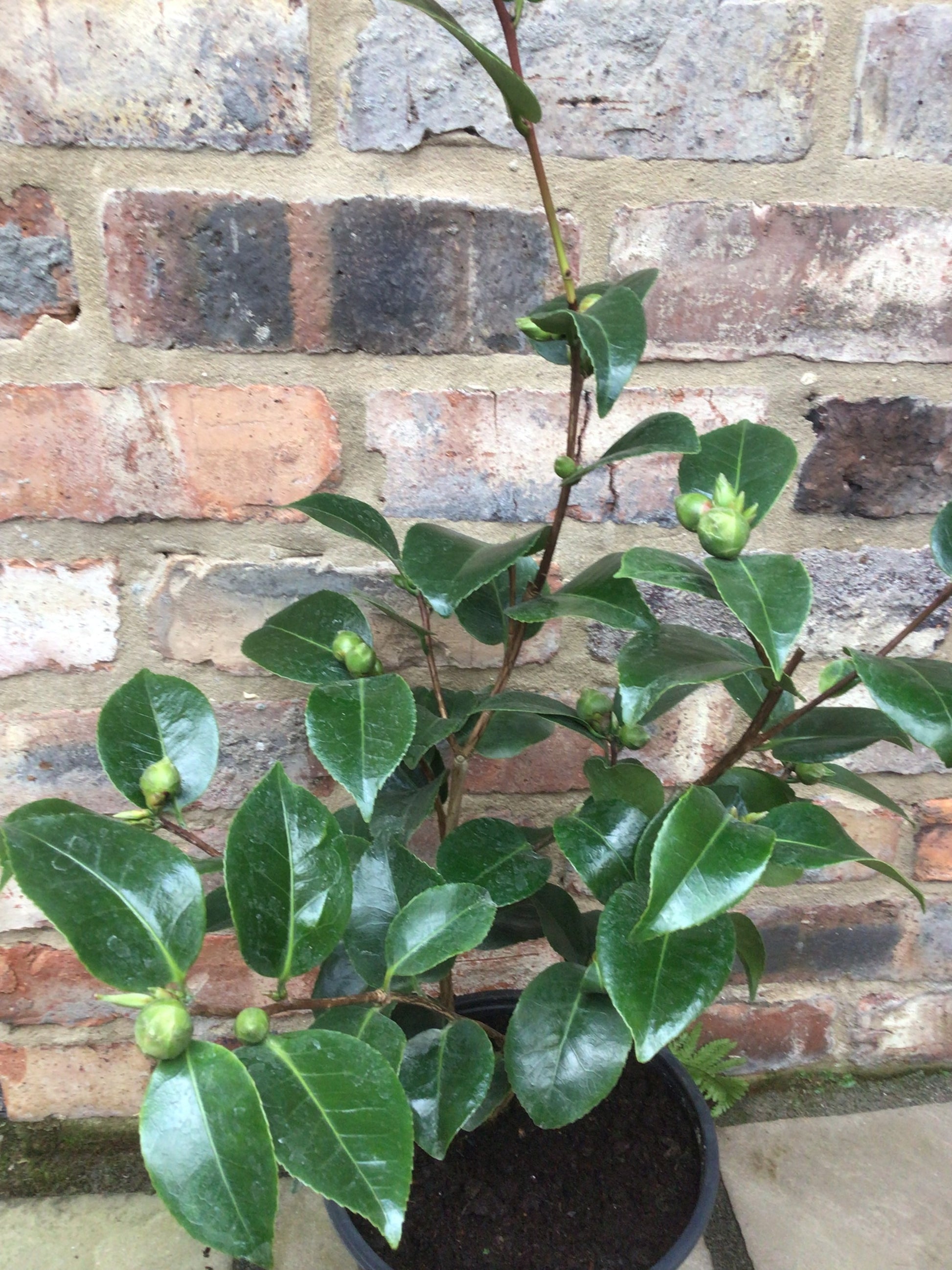 buds on potted camellia ruby wedding plant