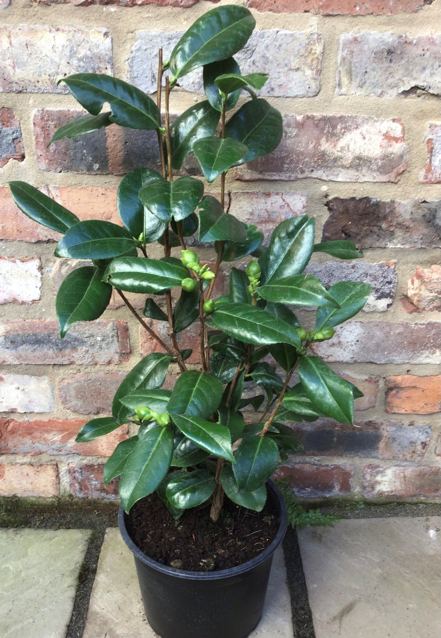 Potted Camellia Silver Anniversary Plant