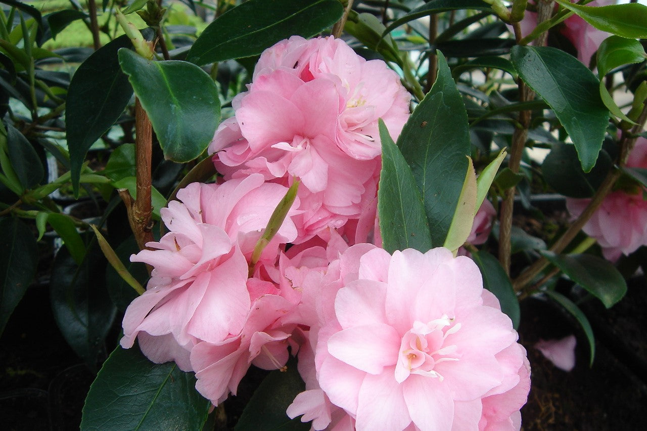 Big Flowers on Camellia Spring Festival Bush