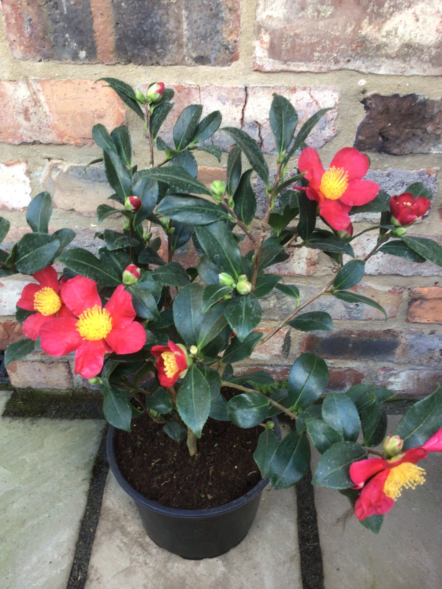 potted flowering camellia yuletide