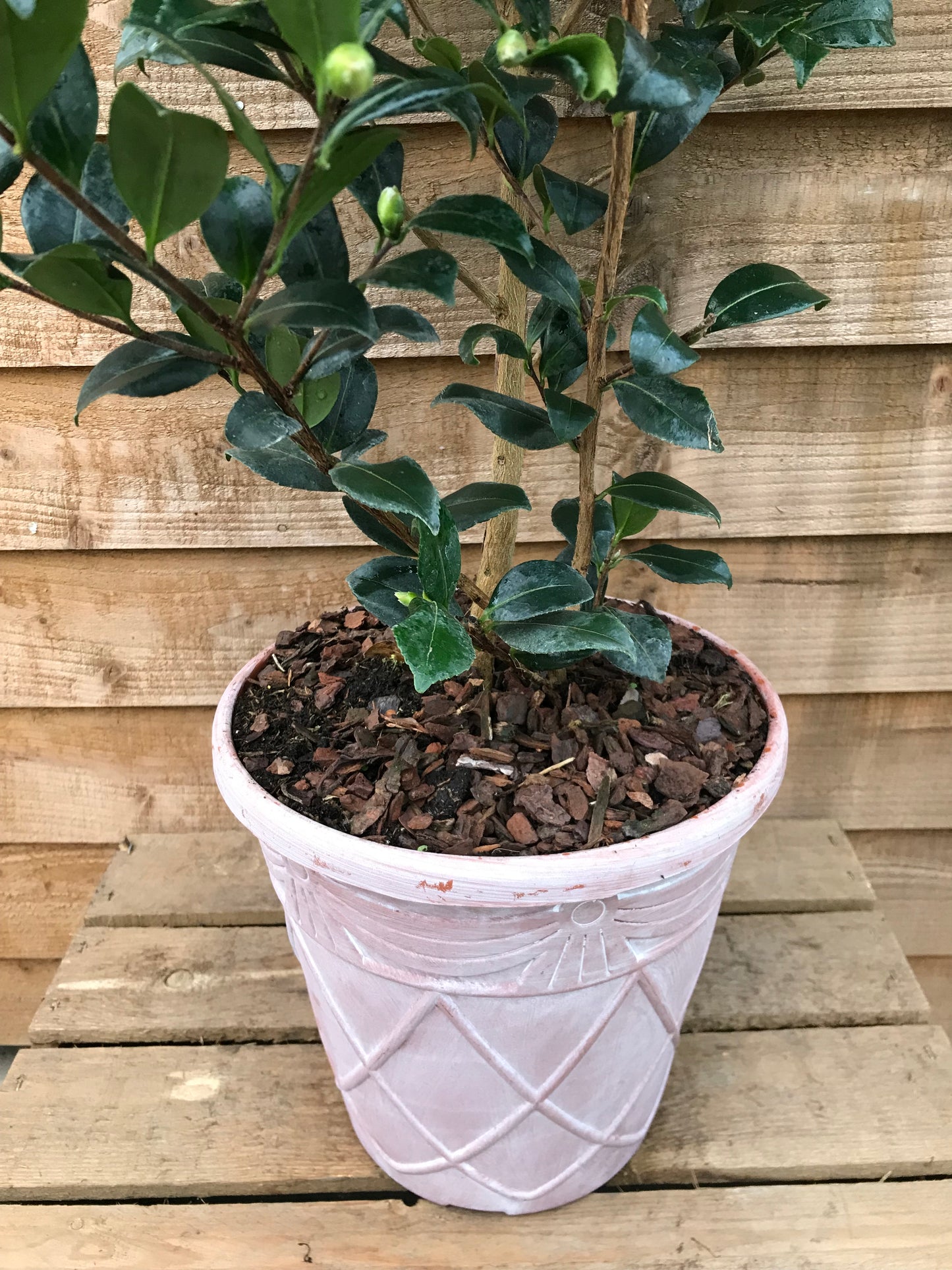 clay pot for camellia yuletide
