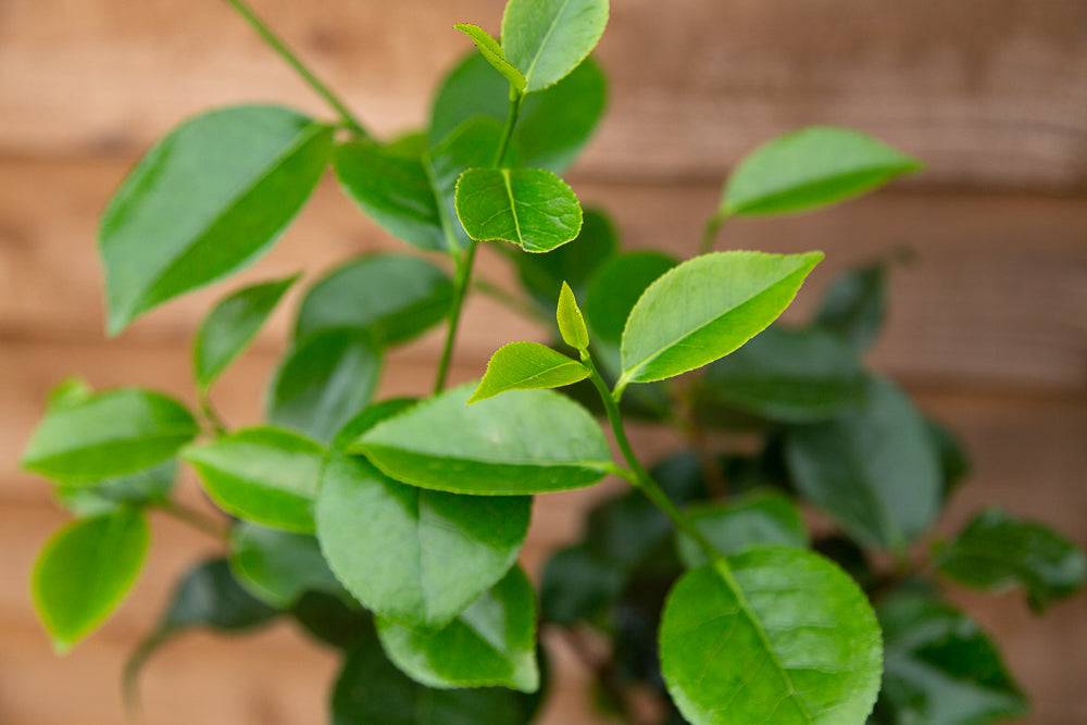 Leaves on Camellia japonica 'April Remembered' Plant