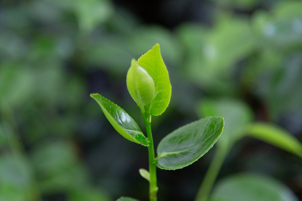 Budding Leavesn on Camellia japonica 'April Remembered' Plant