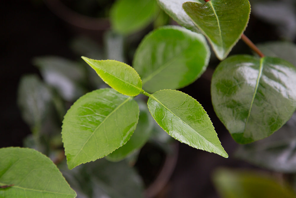 Green Leaves on Camellia japonica 'April Remembered'