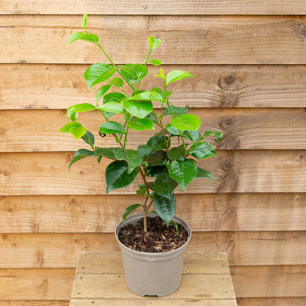 Potted Camellia japonica 'April Remembered'