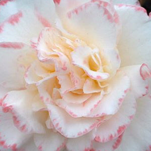 Petals on Camellia Margaret Davies Flower