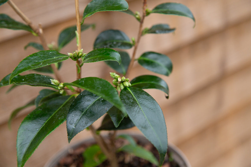 Budding Camellia Spring Festival Flowers