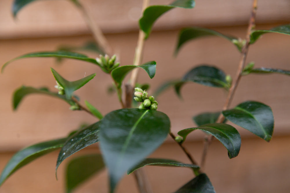 Buds on Camellia Spring Festival Plant