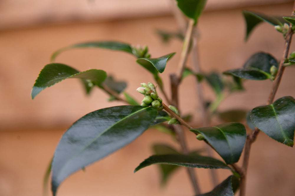 Growing Camellia Spring Festival Plant