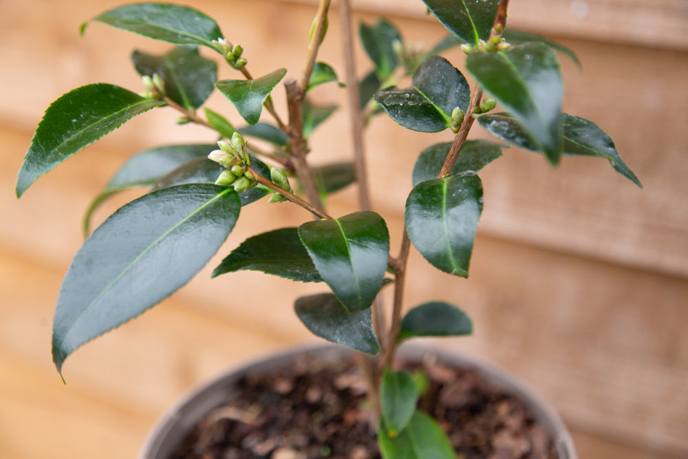Leaves on Camellia Spring Festival Plant