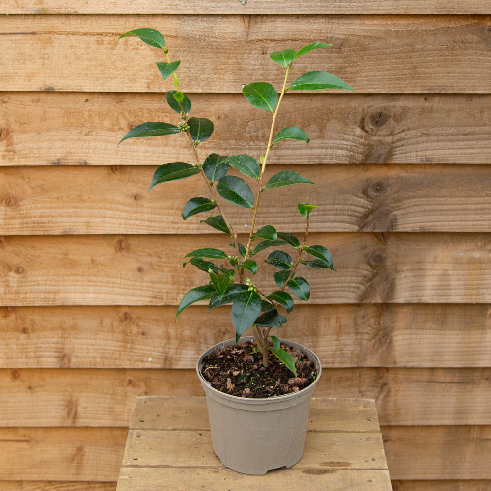 Camellia Spring Festival Potted Plant