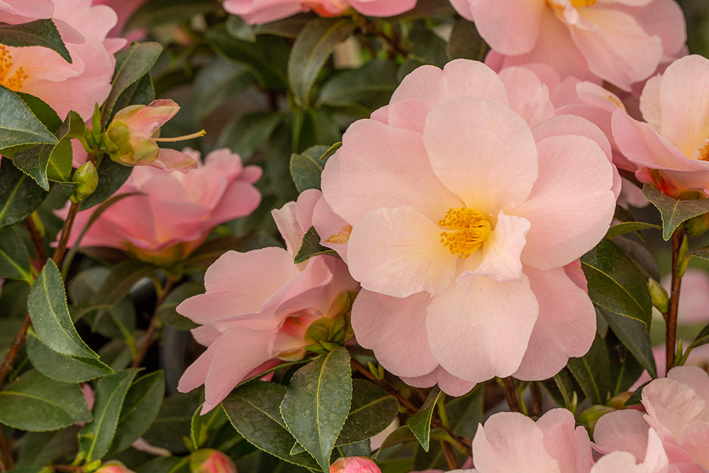 camellia congratulations hybrid plant