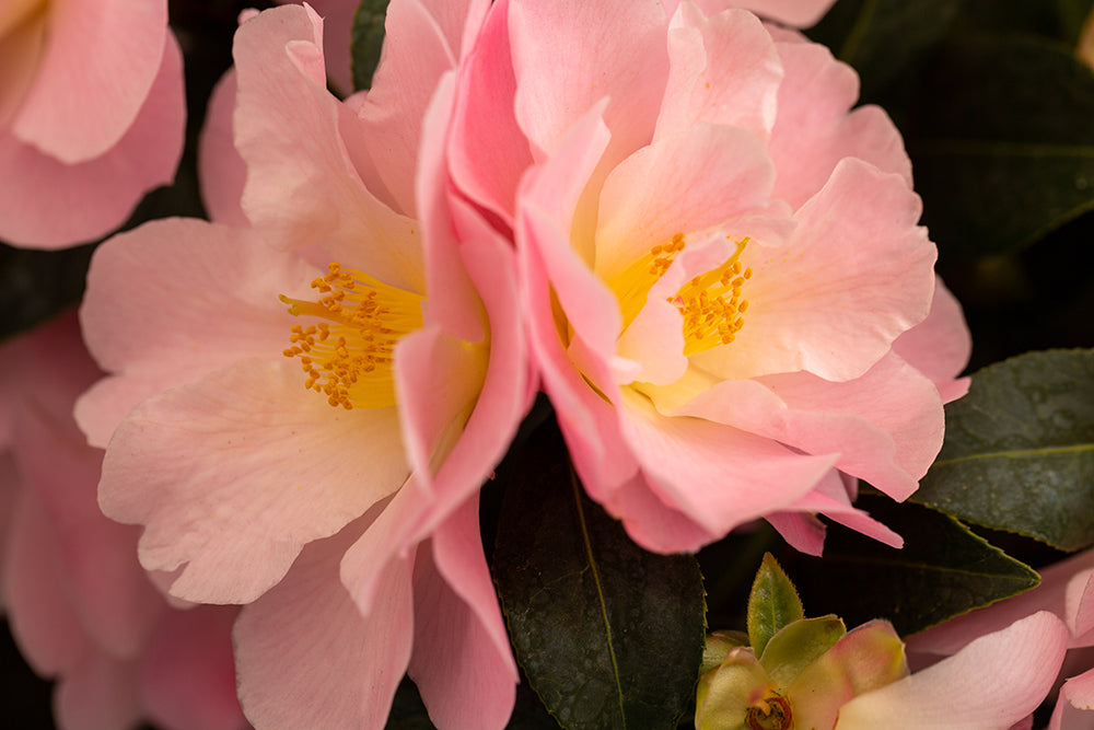 two camellia congratulations flowers