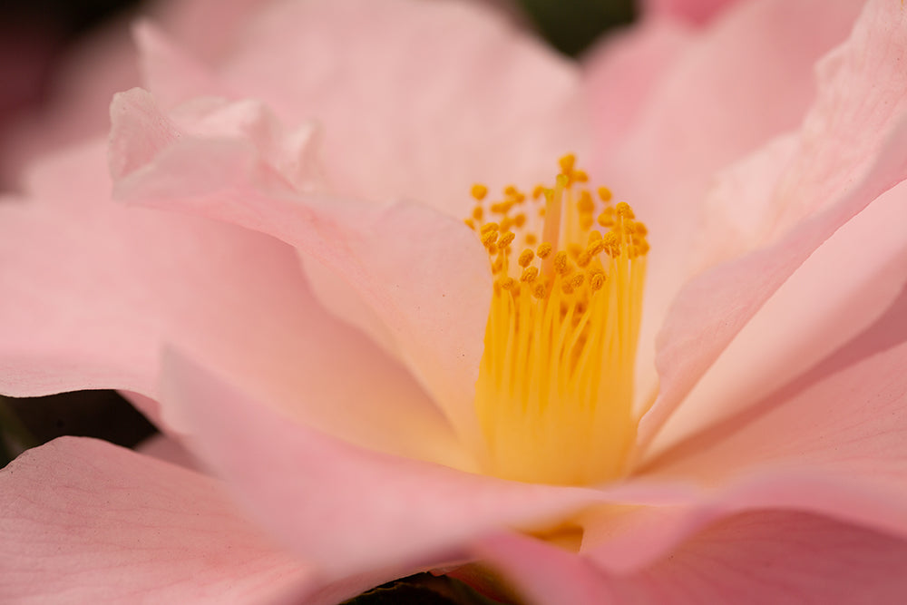 golden stamen in camellia congratulations flower