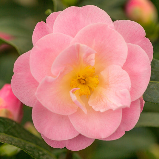Camellia hybrid 'Congratulations' flower