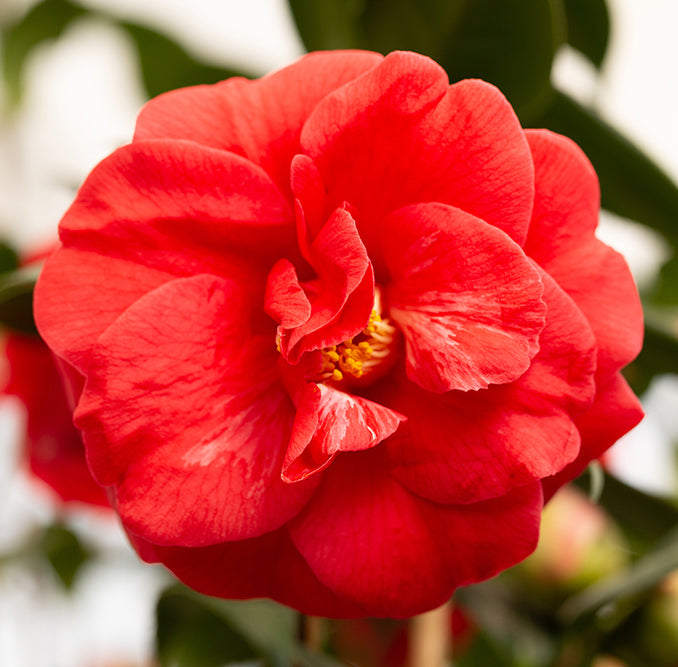 Camellia japonica 'Adolphe Audusson' (AGM) flower head