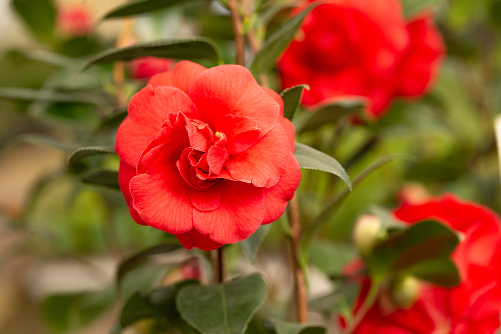 Camellia japonica 'Adolphe Audusson' (AGM) flower heads and leaves