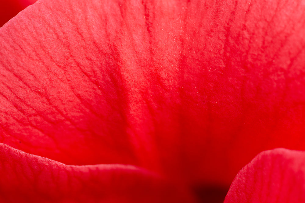 Close up of Camellia japonica 'Adolphe Audusson' (AGM) petal