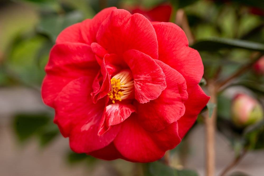 Camellia japonica 'Adolphe Audusson' (AGM) flower