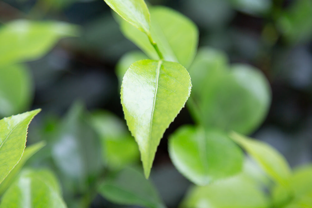 Green Camellia japonica 'April Blush' leaves