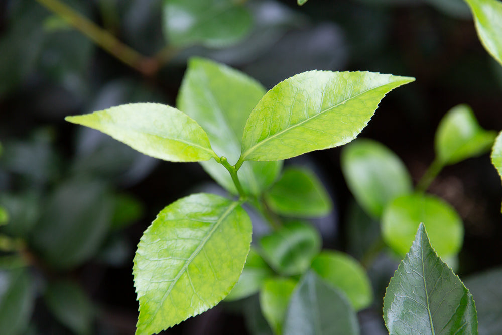 Leaves on Camellia April Blush Plant