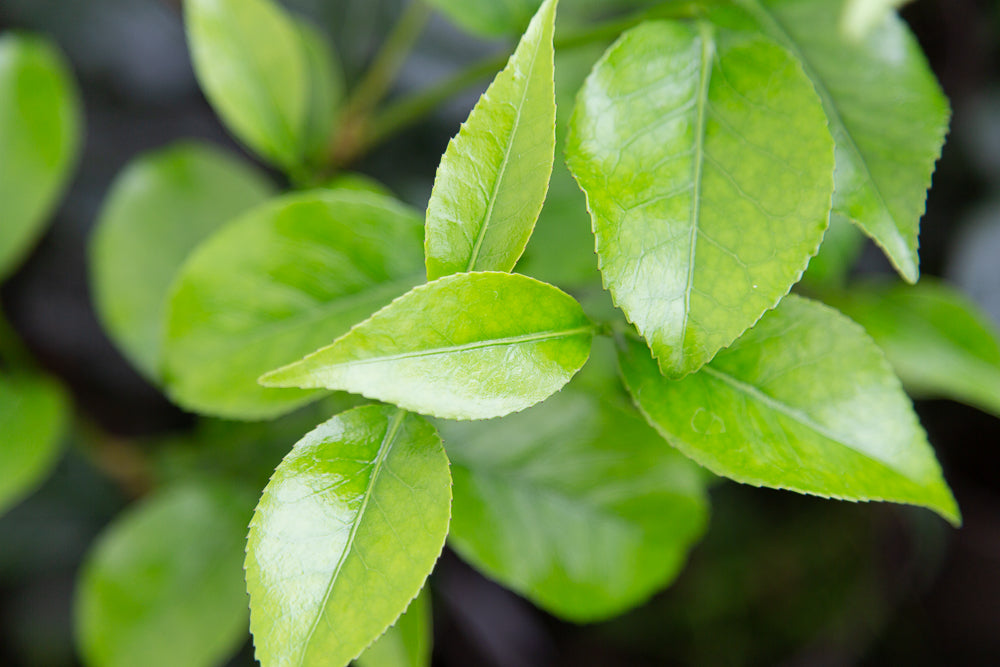 Camellia japonica 'April Blush' leaves