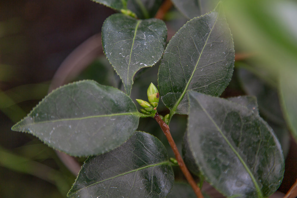 Camellia japonica buds and leaves
