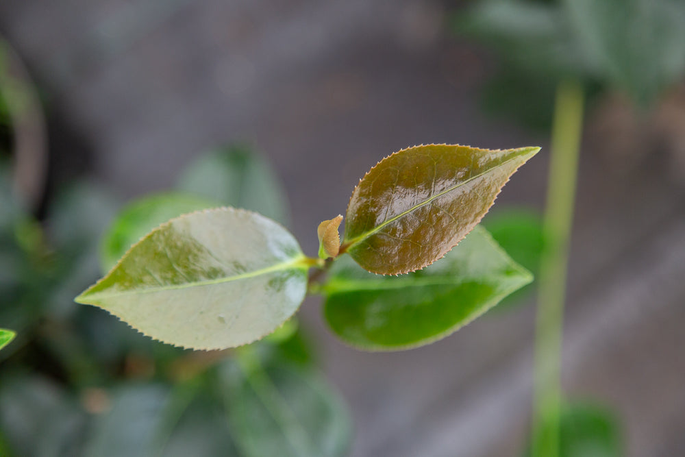 Leaves on Blood of China Camellia Plant