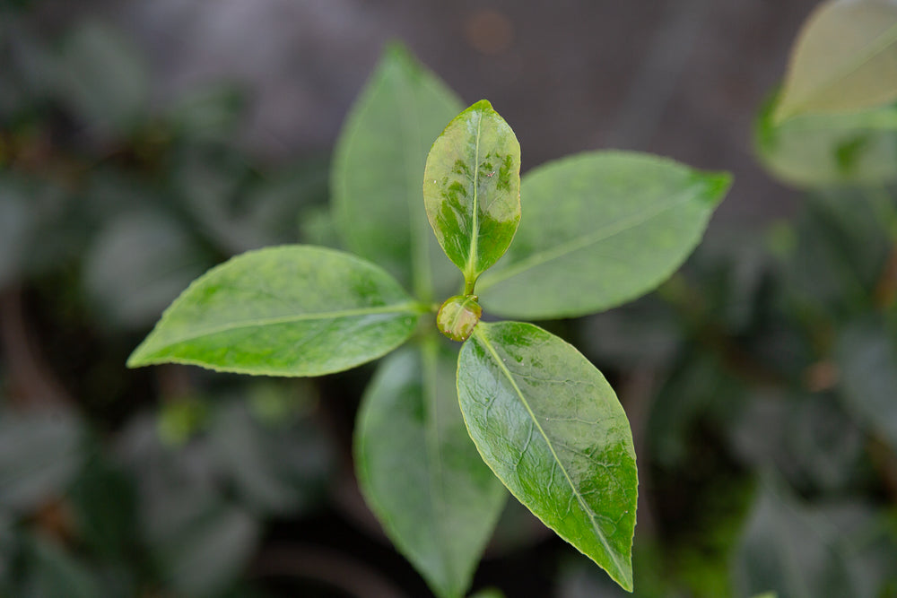 Leaves on Blood of China Camellia Plant