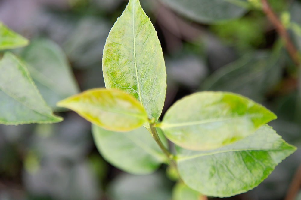 Blood of China Camellia Leaves