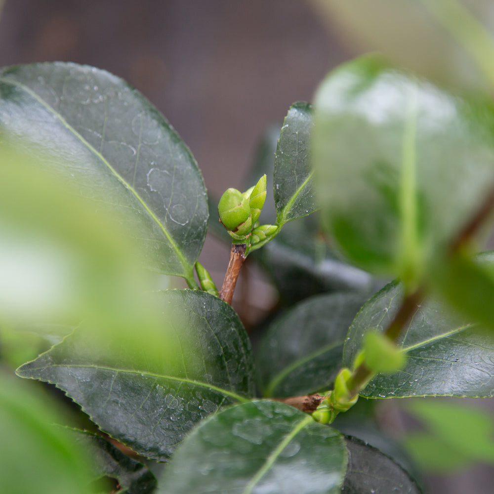 Camellia japonica 'Blood of China' buds and leaves