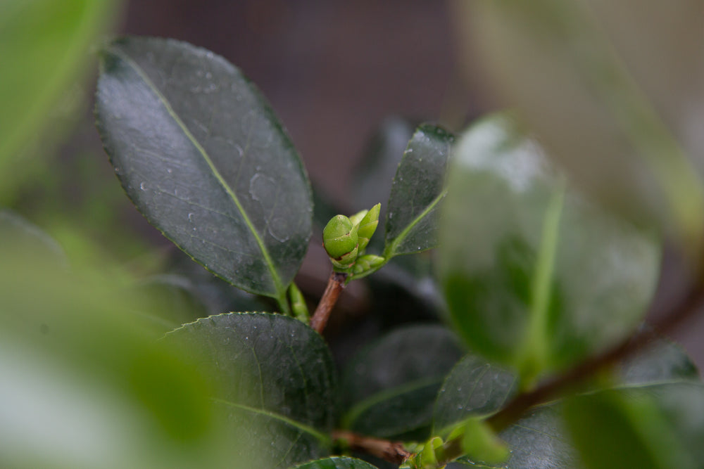Leaves and Buds on Blood of China Camellia Plant