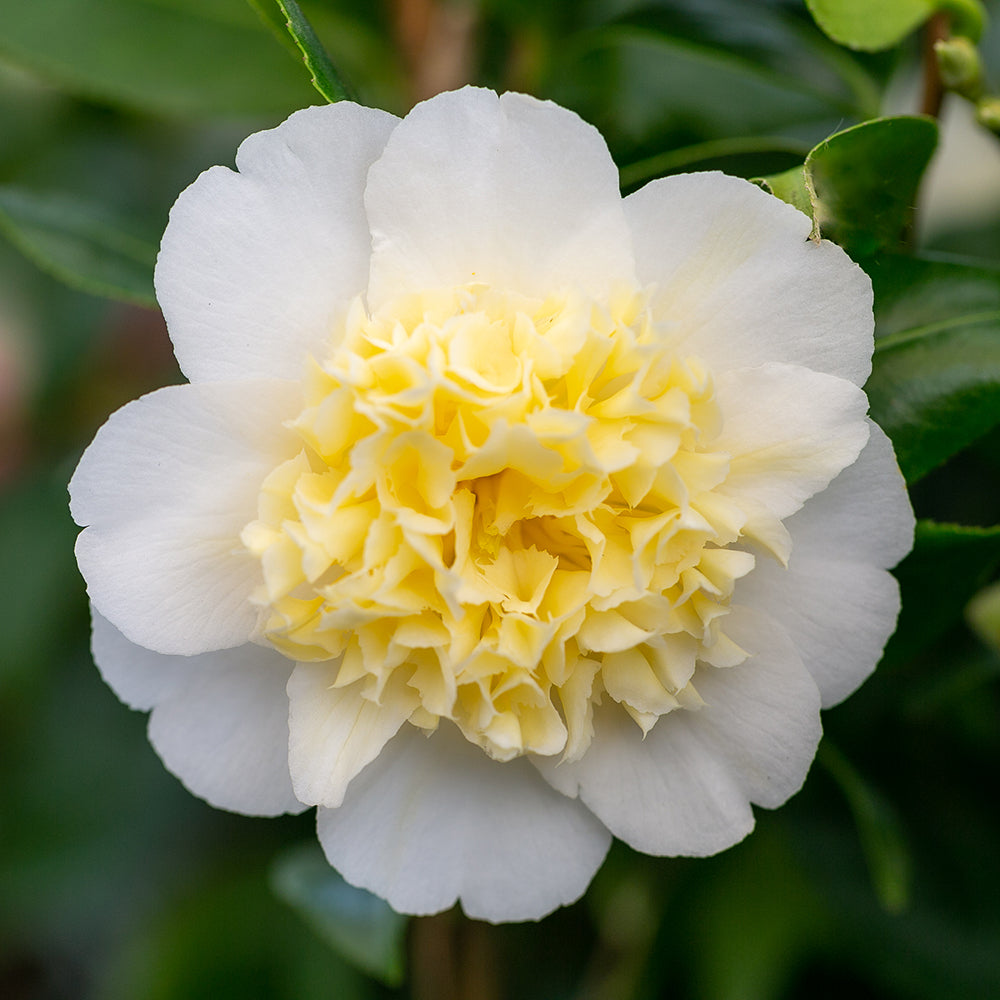 Camellia japonica 'Brushfield's Yellow' Flower