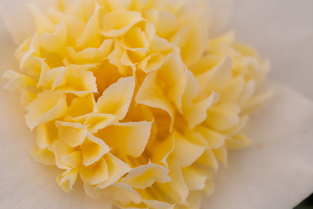 Petals on Camellia japonica 'Brushfield's Yellow' Plant